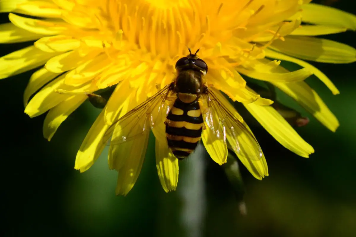 Beautiful Hoverfly on a healthy sunflower.