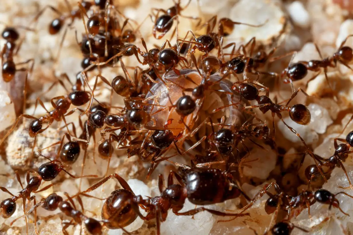 A colony of ants attacks dead insects.