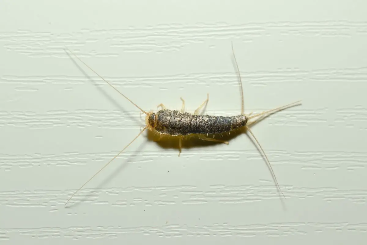Macro of a silverfish on a white wall.