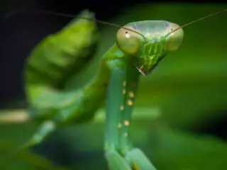 Macro shot of a praying mantis.