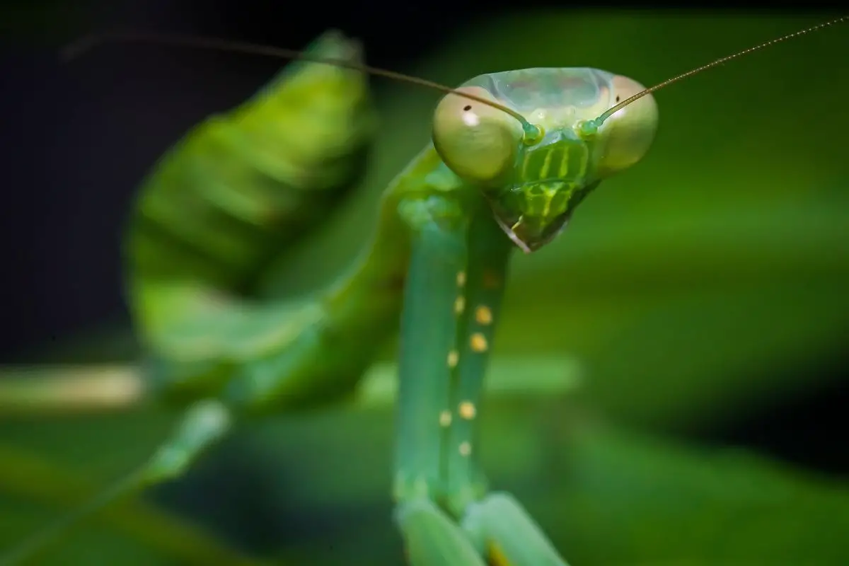 Macro shot of a praying mantis.