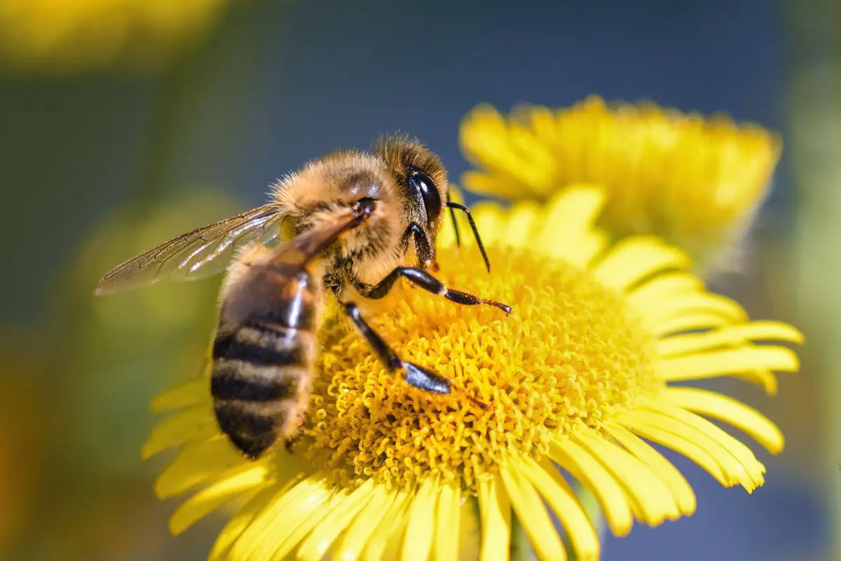 Close-up of a bee on a sunflower.