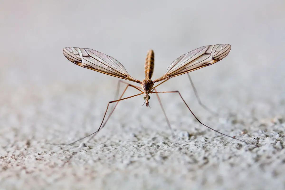 Close-up of a cranefly against a wall.