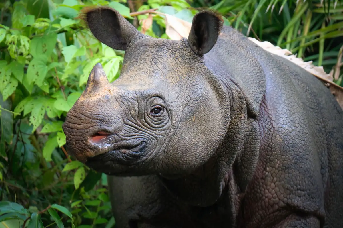 Javan rhino in the jungle.