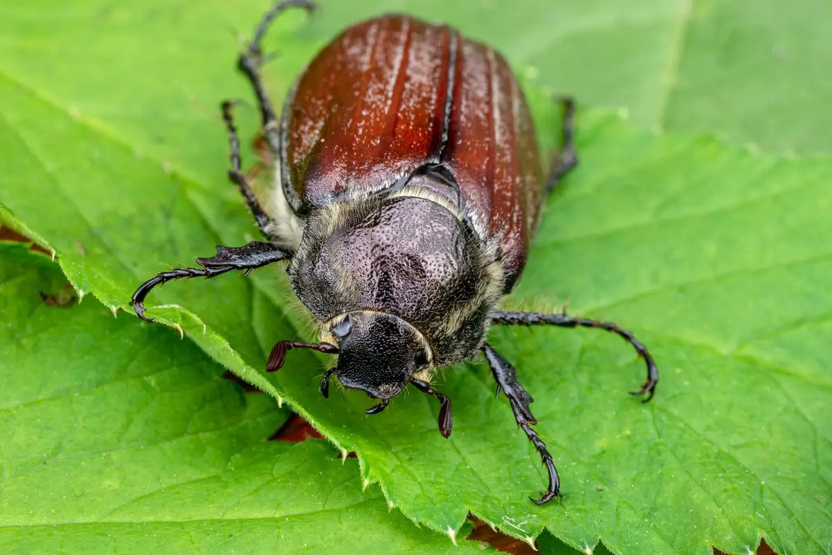 Large June bug creeps on a leaf.