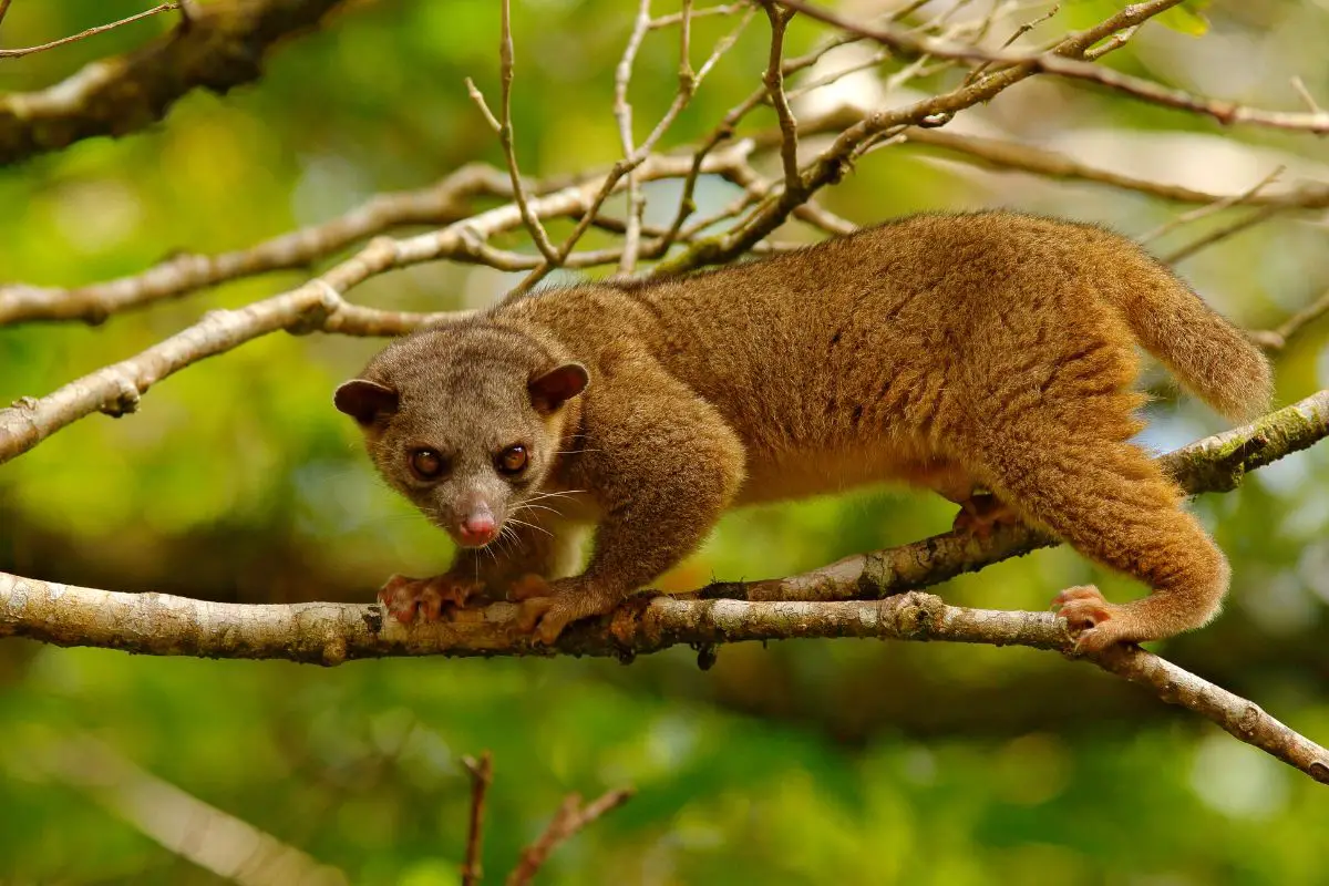 Kinkajou walking in the tree branch.