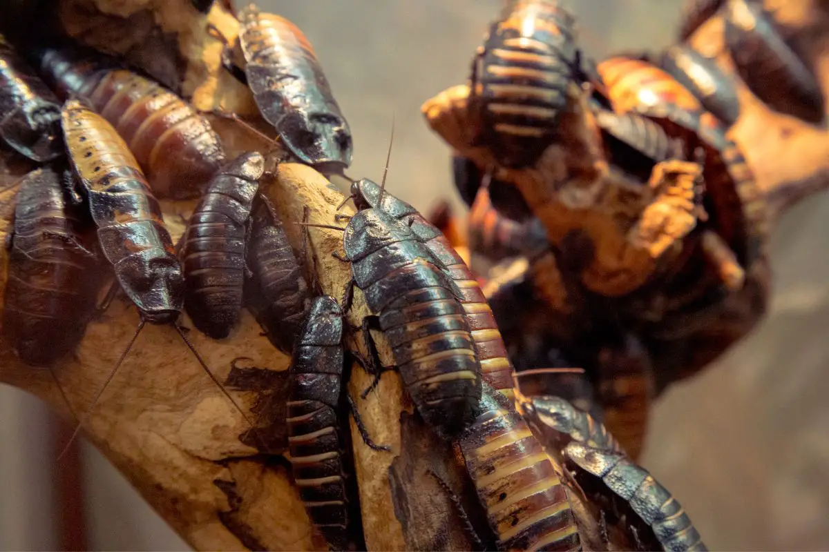 A group of madagascar hissing cockroach.