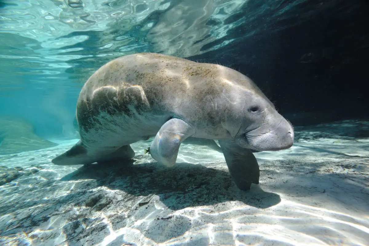 Manatee sea cow actively swims under the water of the Florida sea.