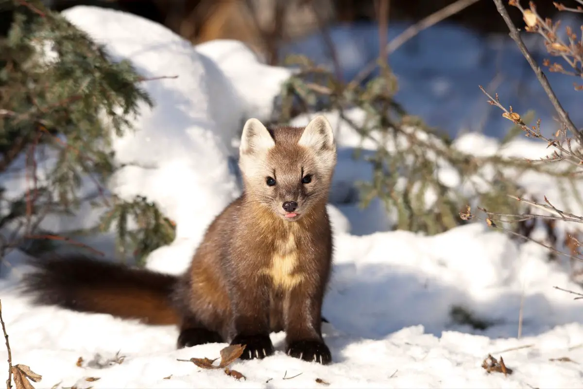 Marten cute fur bearing animal.