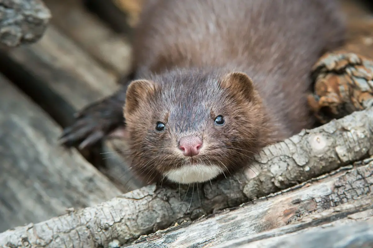 A mink resting on a log in Hilton Alberta.