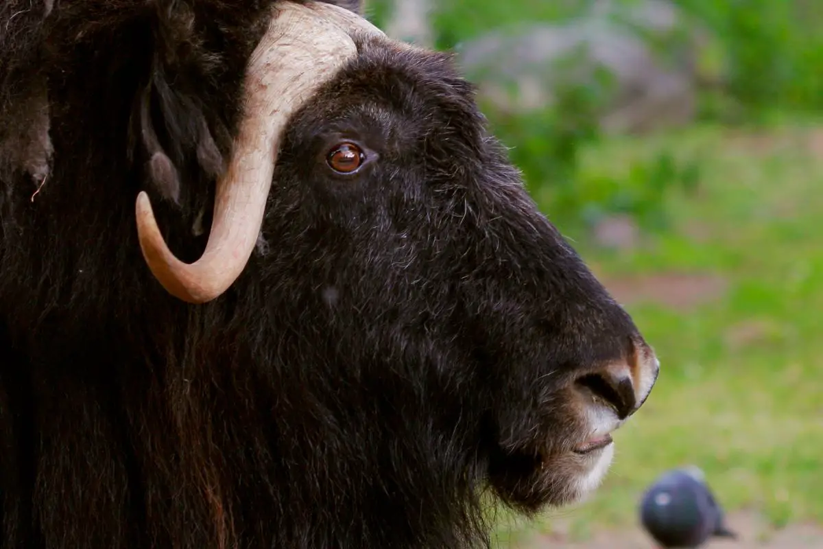 Portrait of a musk ox with big horns.