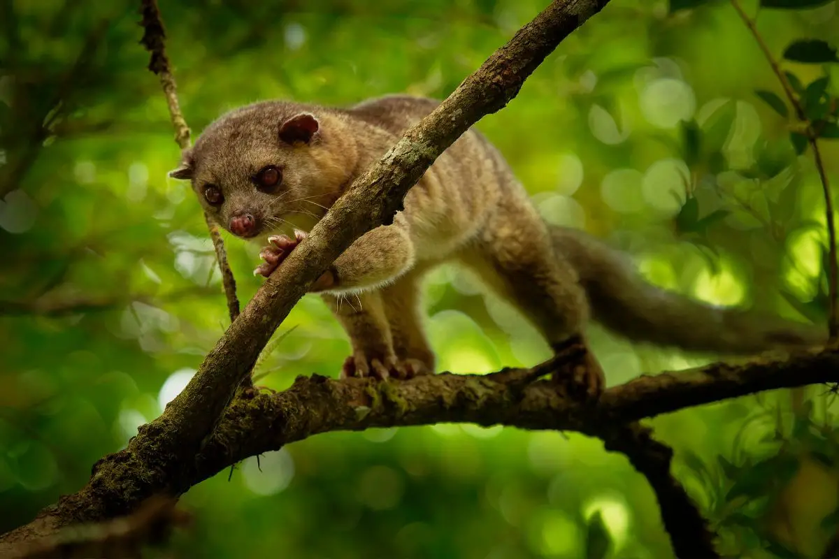 High quality shot of Olingo climbing on the tree.