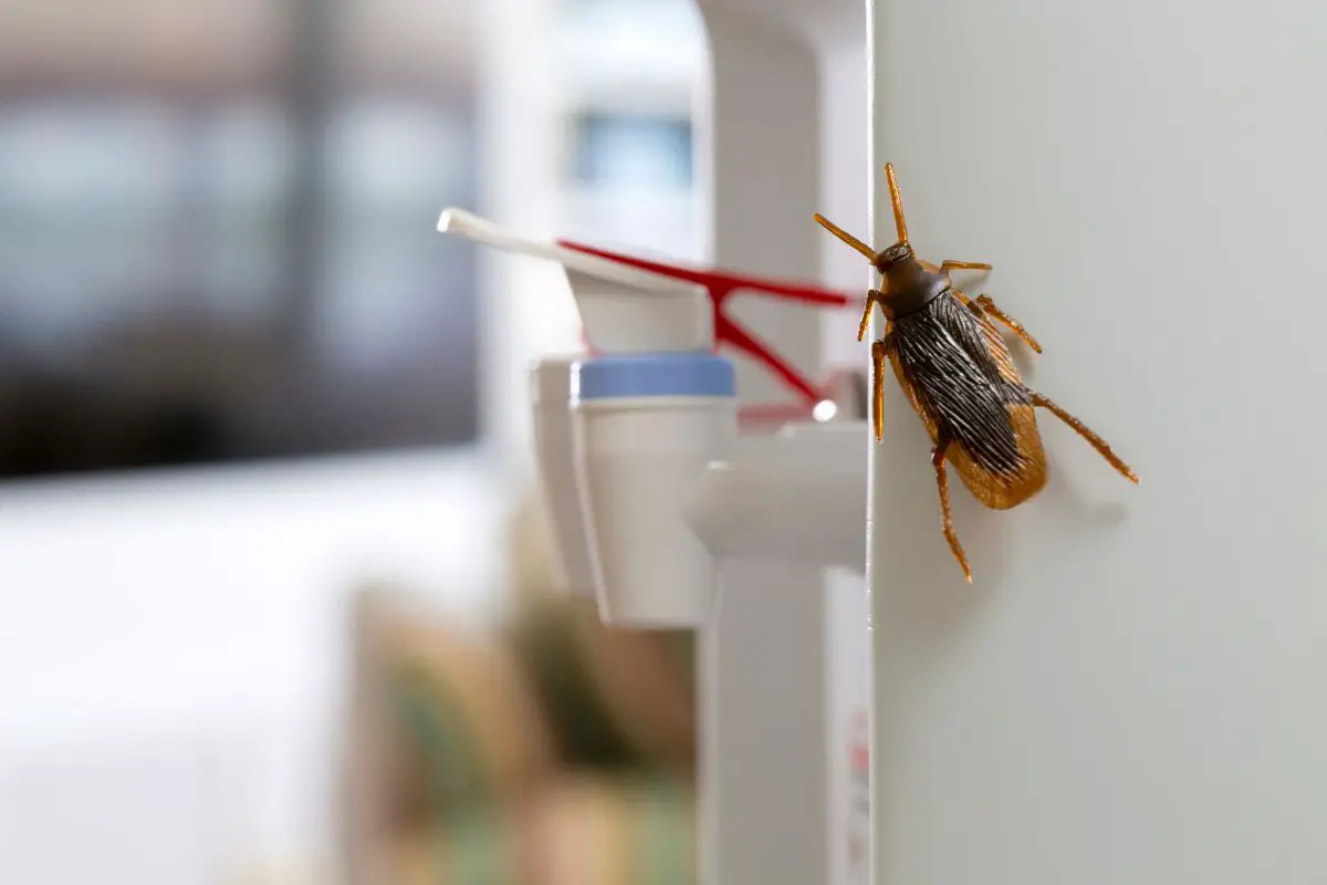 Oriental roach climbing on the wall.