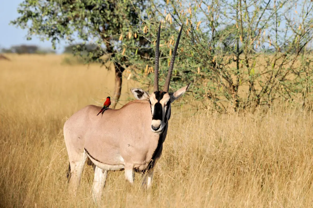 Oryx in awash national park.