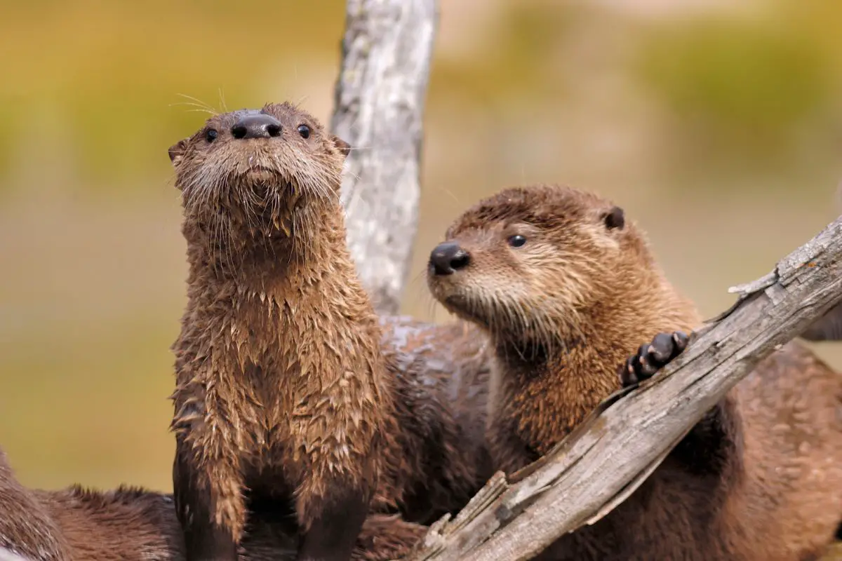 A pair of young otters play on a log.