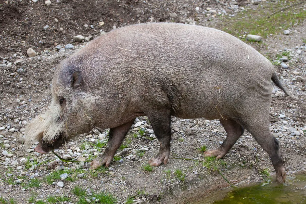 Palawan bearded pig looking for food.
