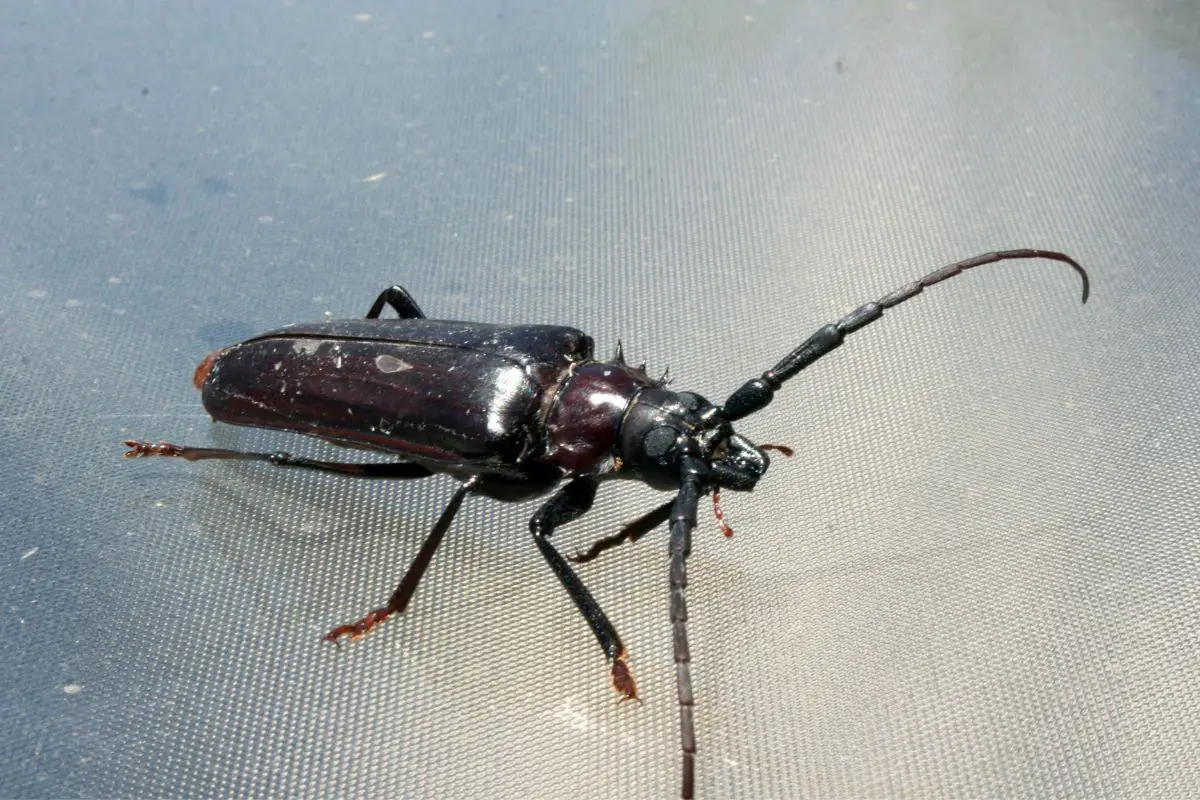 Palo Verde beetles on a glass top patio table.