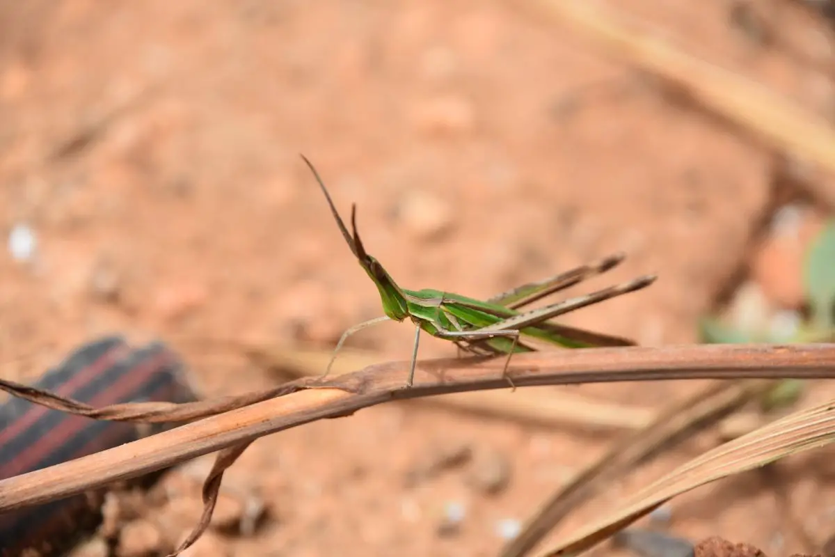 Phasmatodea stick cricket in the nature.