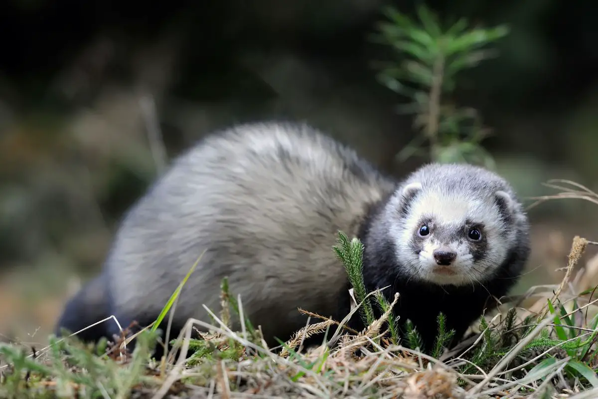 Wild polecat in forest.