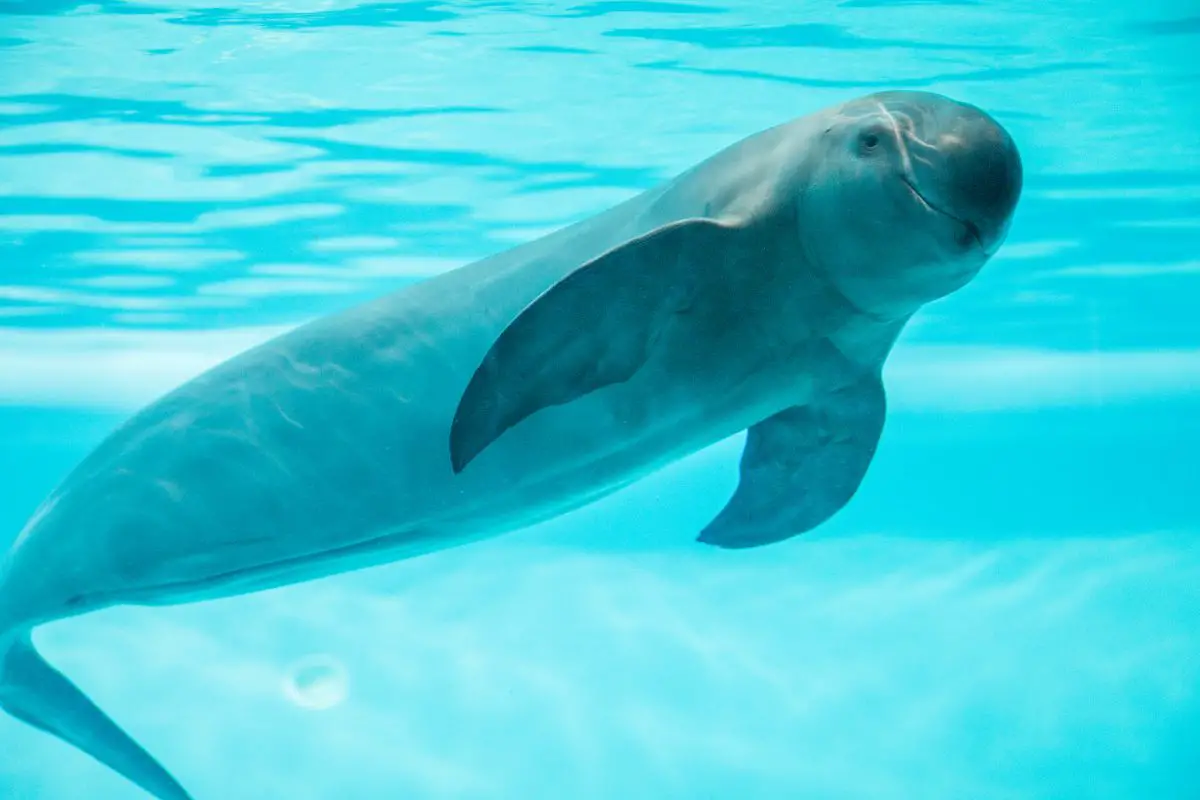 Finless porpoises swims under the sea.