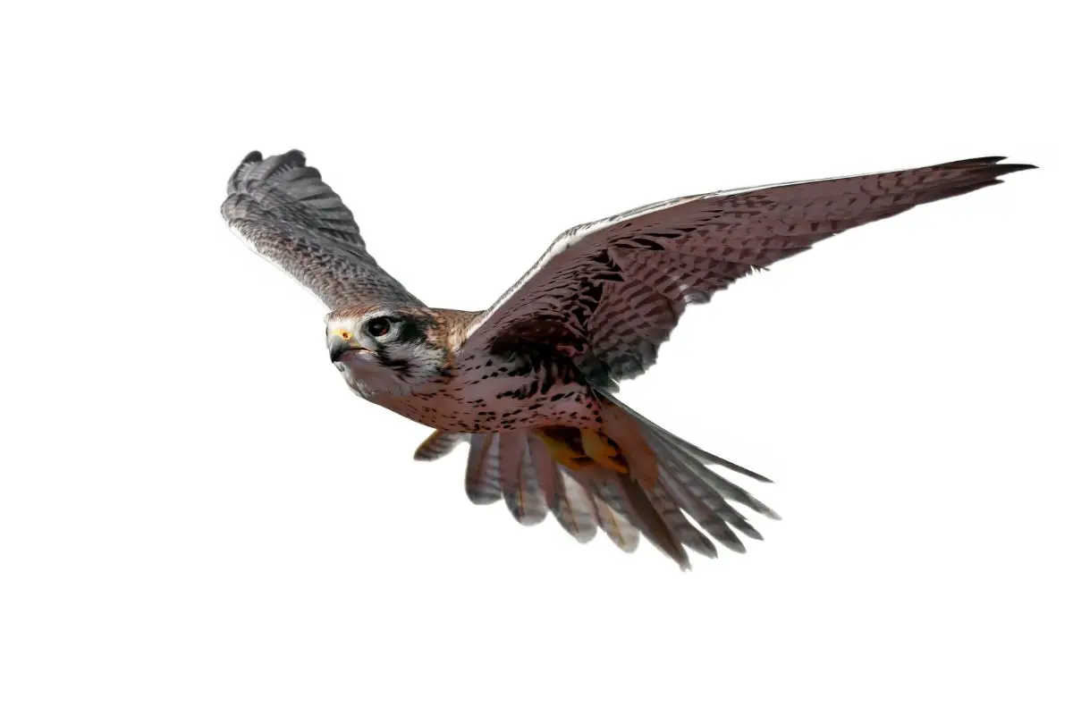 Prairie falcon in flight isolated.