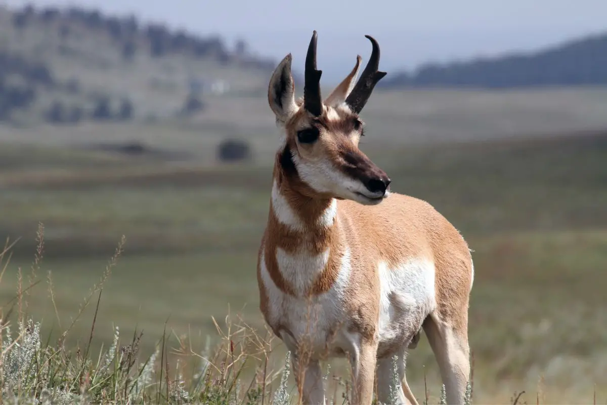 Photo of a male pronghorn in a blurred background field.