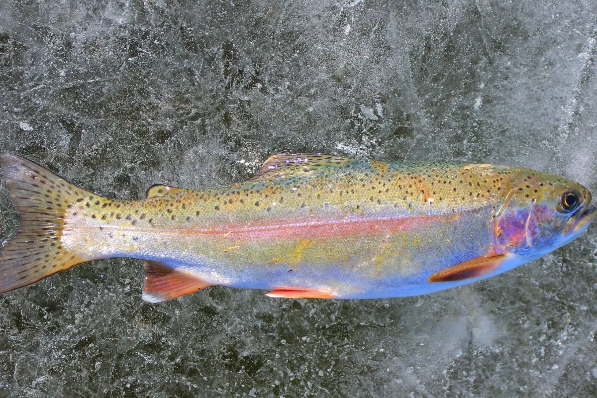 Rainbow Trout on ice in the winter.