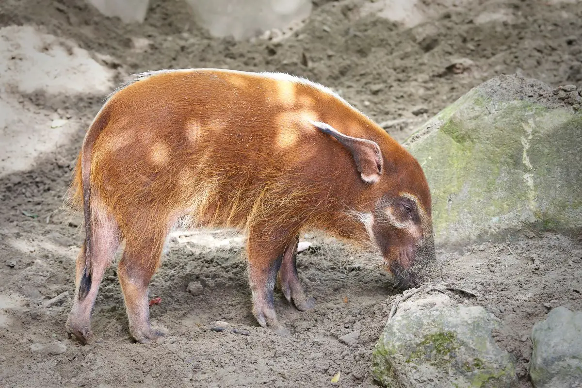 Red river hog looking for food in its habitat.