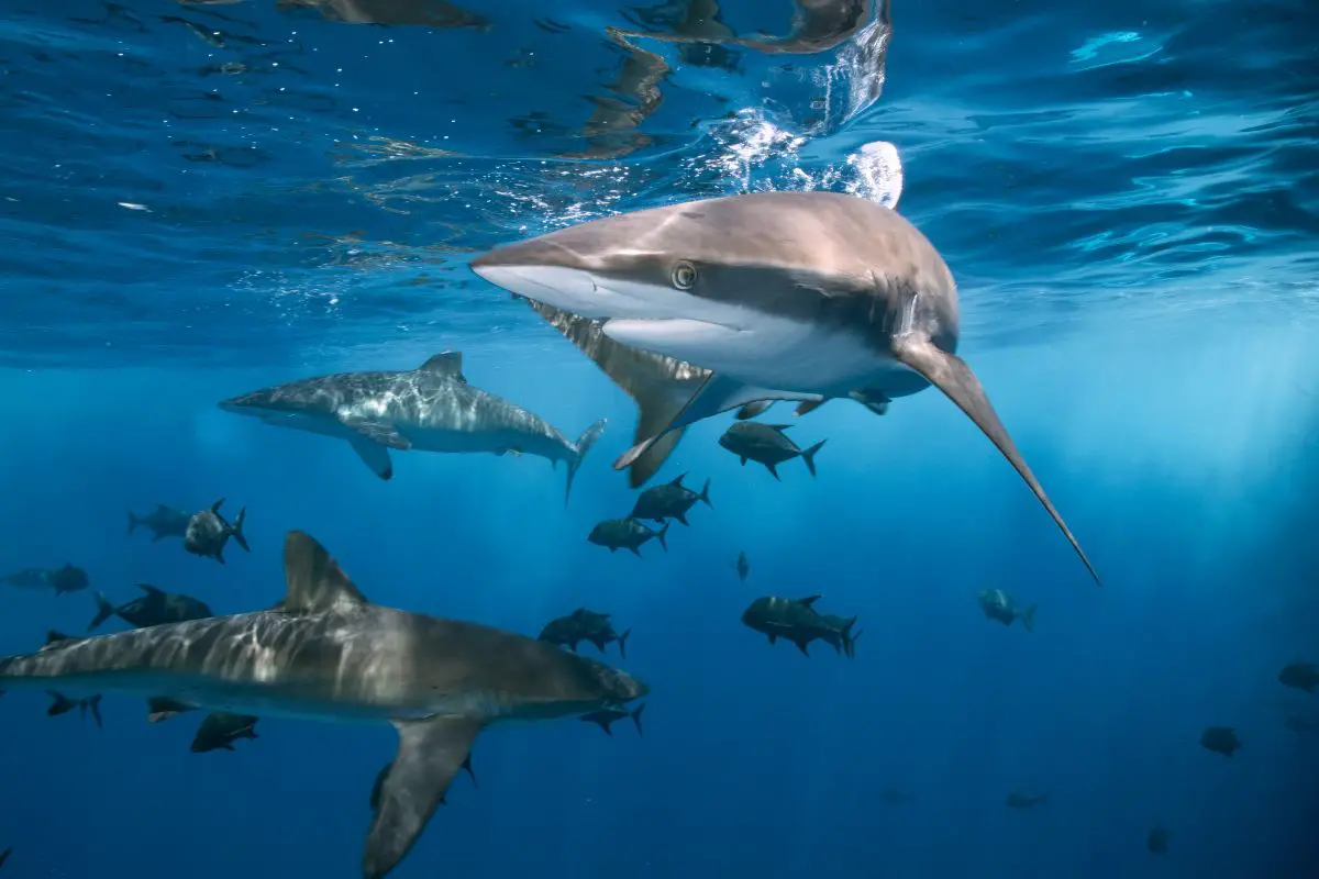 Sporty shot of a shark swimming under the ocean.