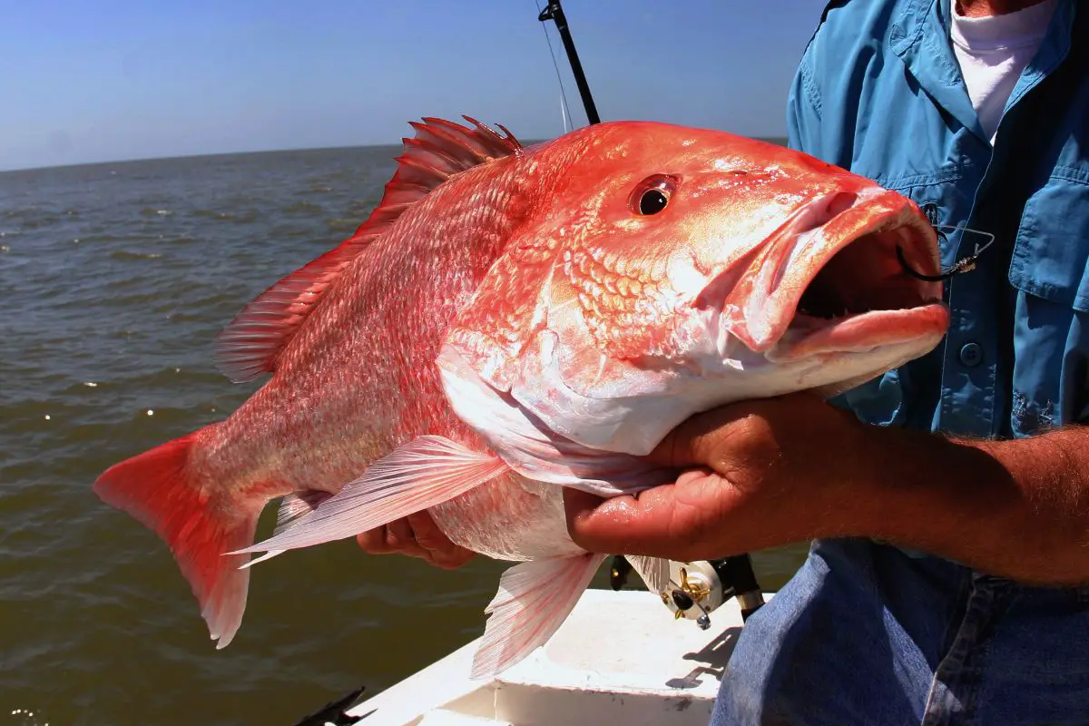 Fresh red snapper captured on the sea.