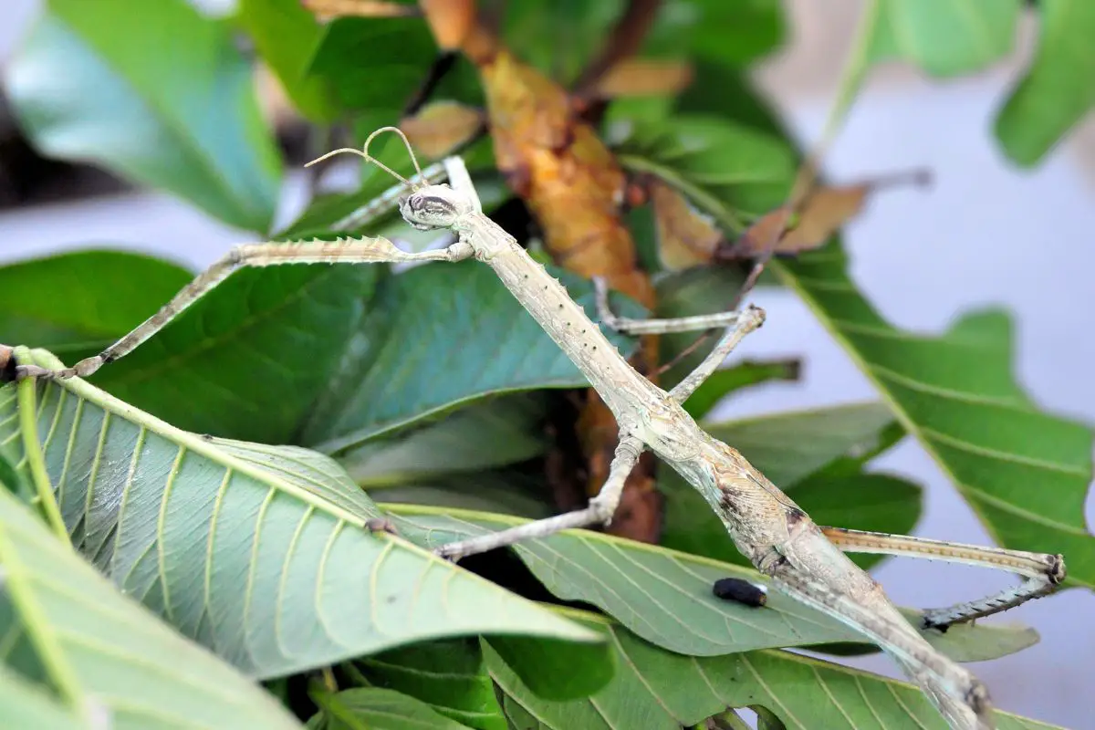 Stick insect resting on a plant.