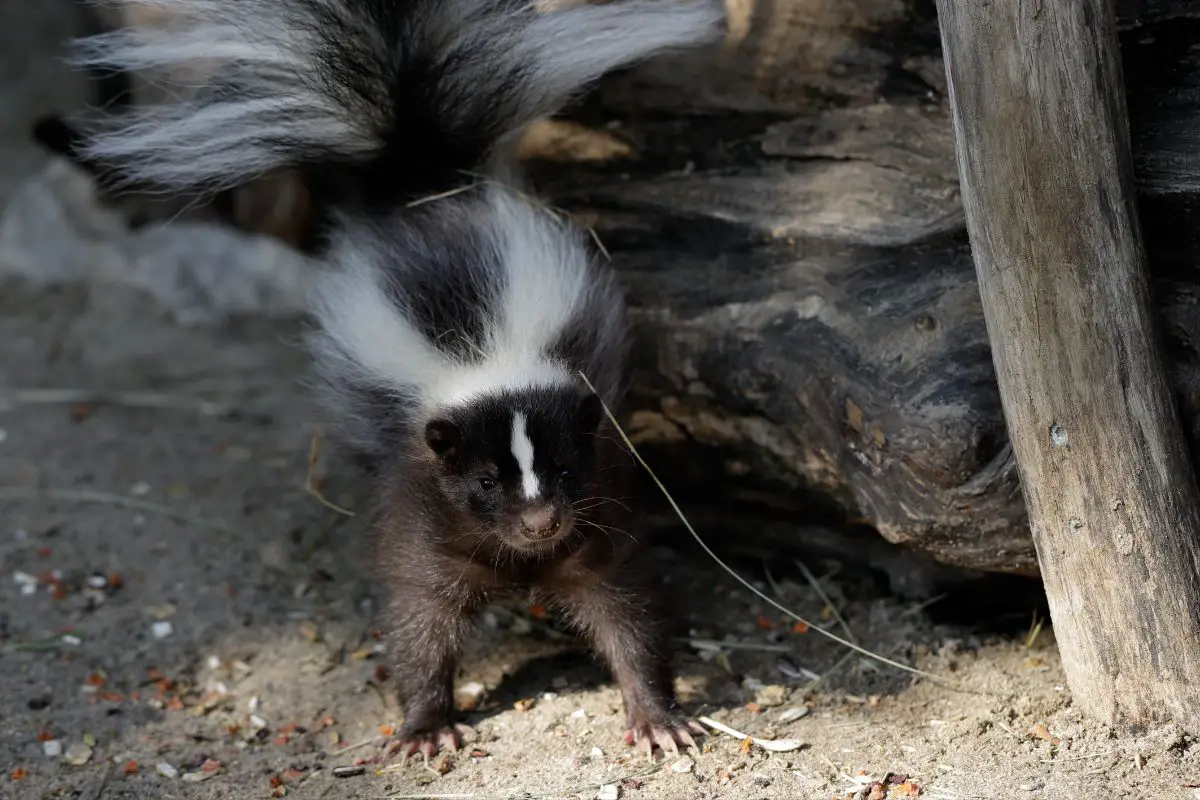 Portrait of a stink badger.