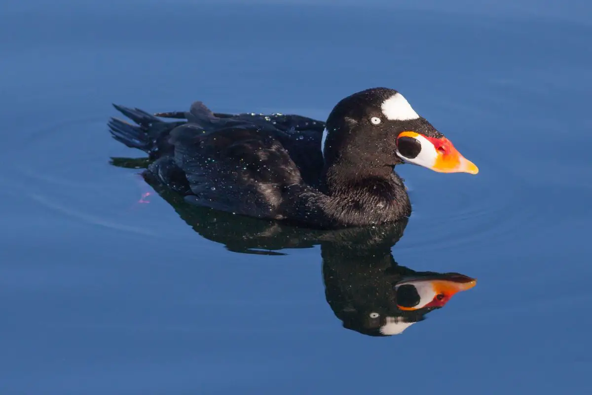 Male surf scoter in a wetlands area.