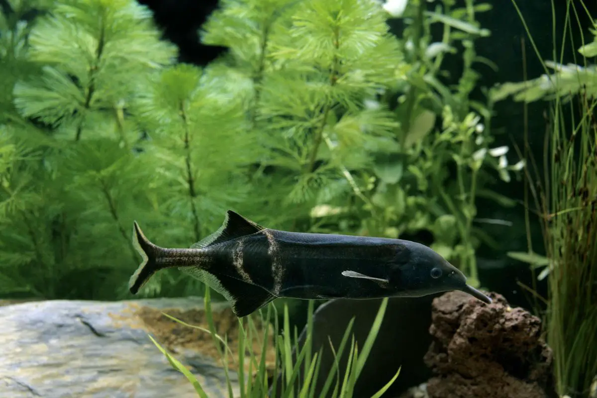 Elephant nose fish on the aquarium.