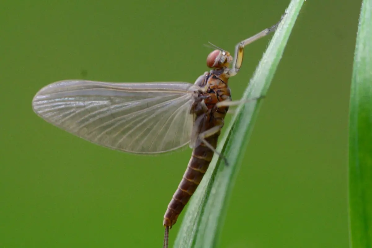 A Mayfly on the green grass.