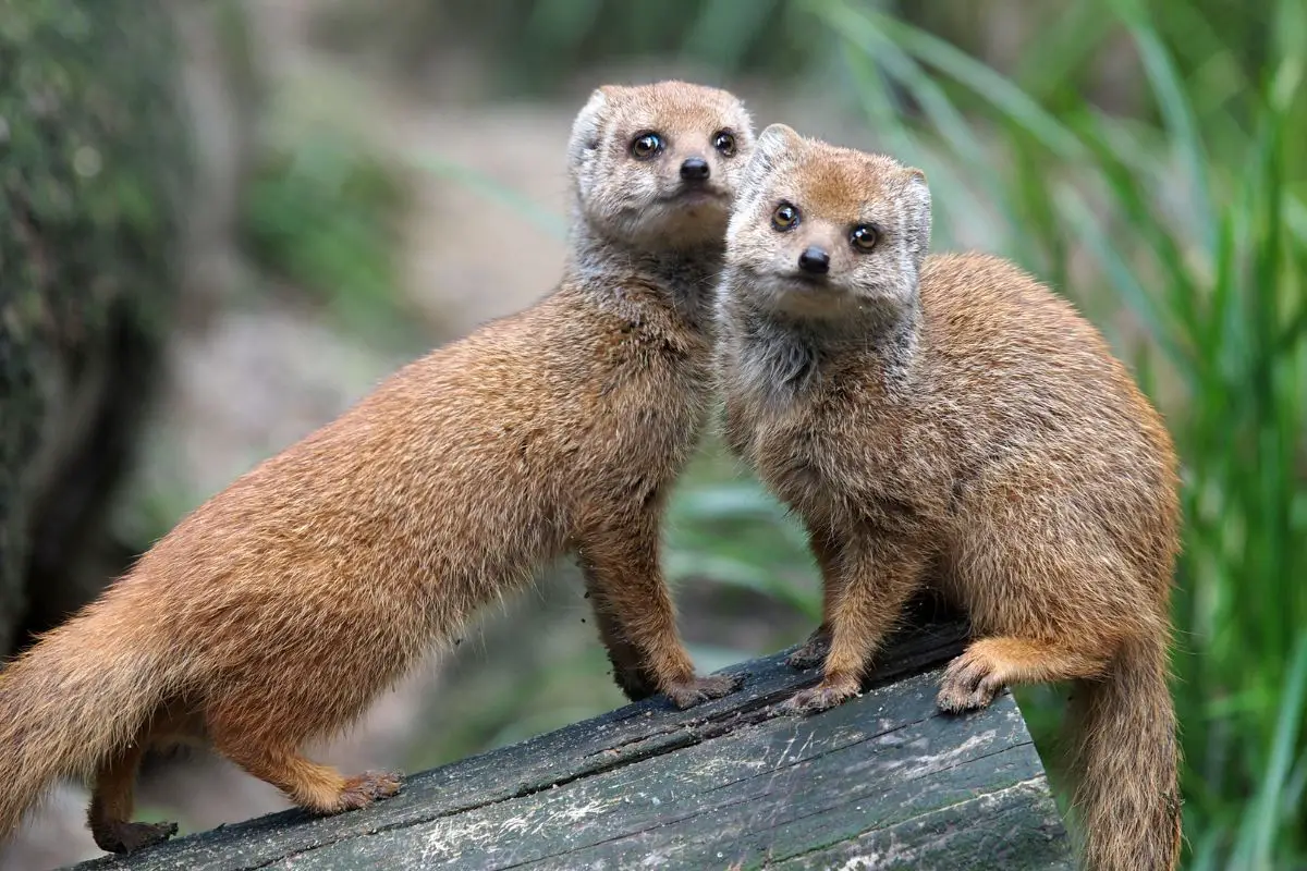 Two mongooses on a tree branch.