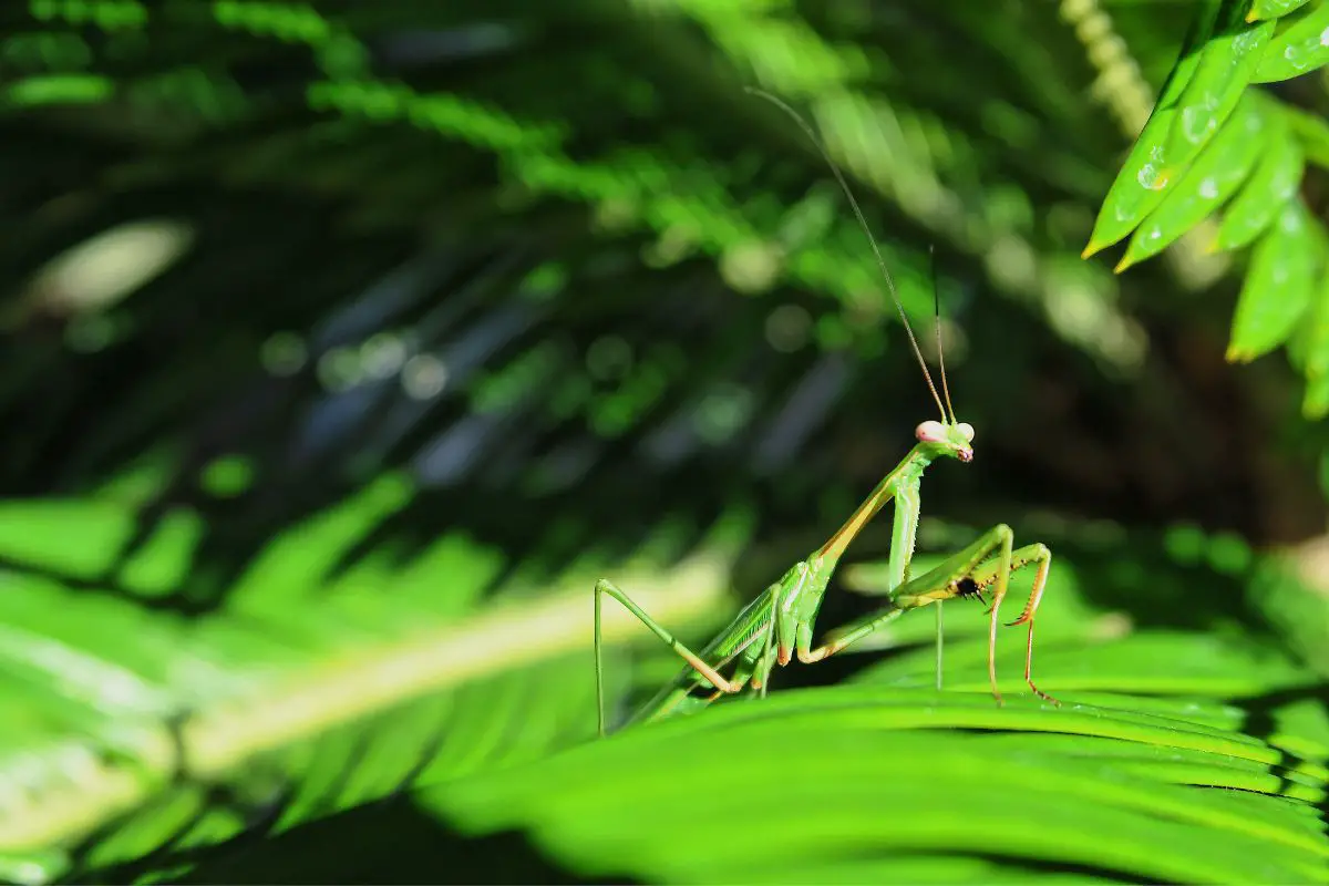 Praying Mantis standing on leaves.