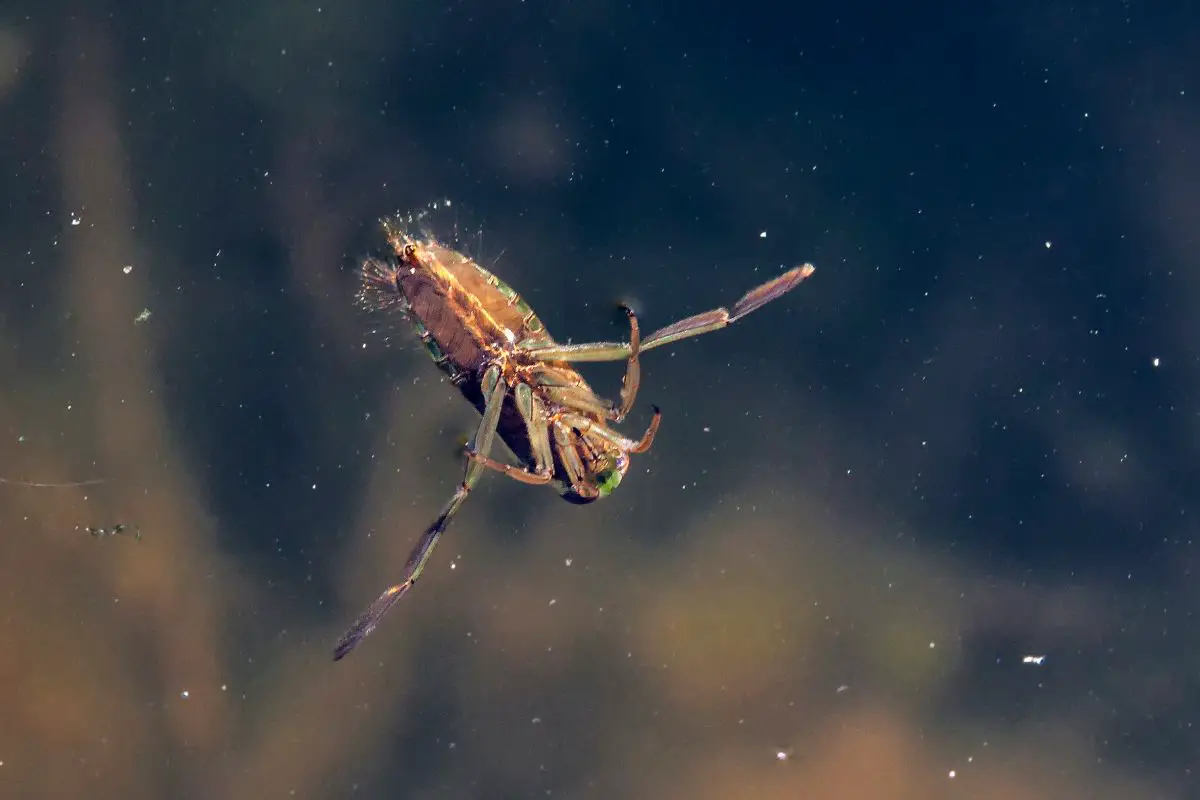 Water Boatman fly upside down on the surface of a pond.