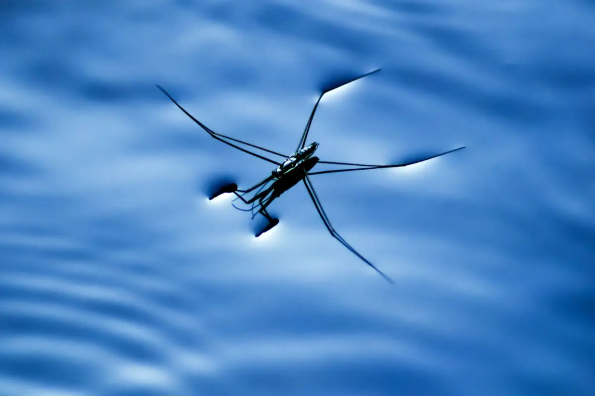 The Water Strider or pond skaters.