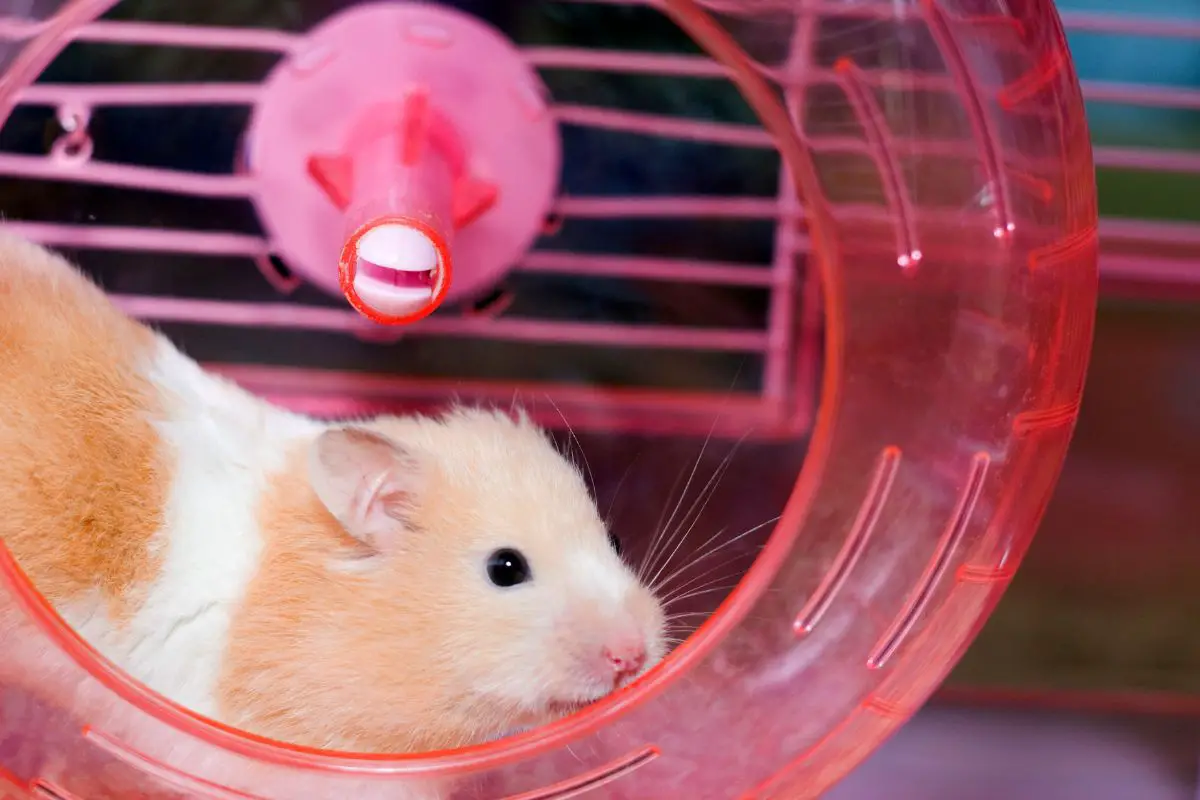 Hamster in it's wheel inside pink cage.