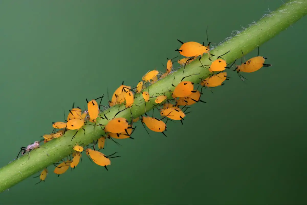 Group of aphid resting on a node.