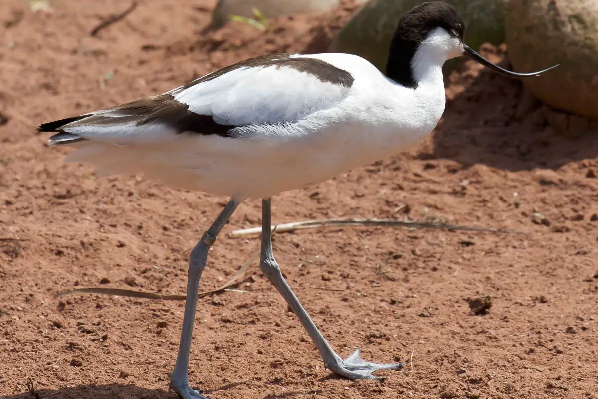High definition image of avocet walking on the ground.