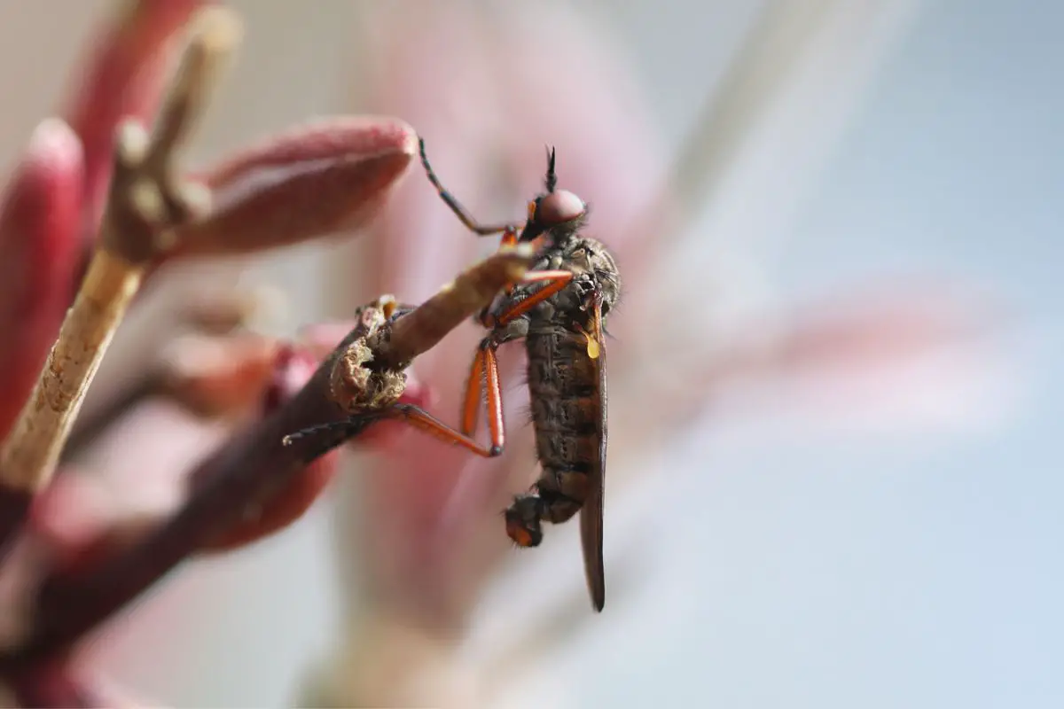 A macro shot of dance fly resting on a plant.