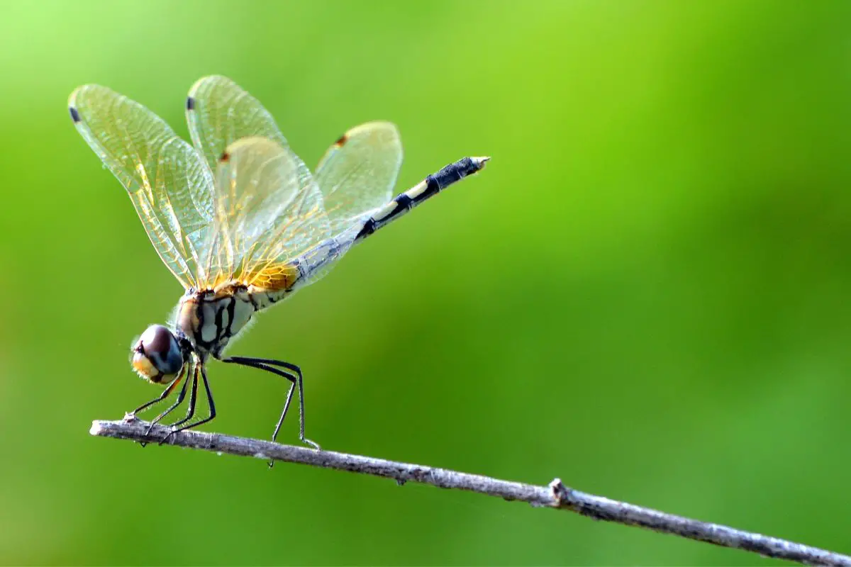 A dragonfly sitting on a dry twig.