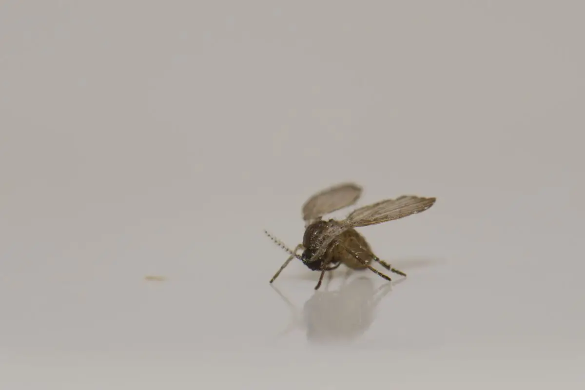 A drain fly resting on the top of the table.