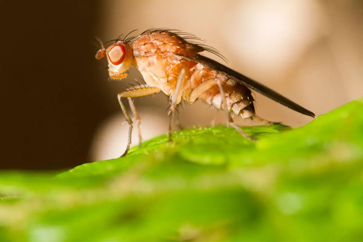 Close-up view of a fruit fly feeds on a top of leaf.