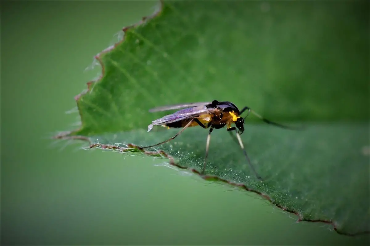 Macro shot of a gnat perched on a leaf.