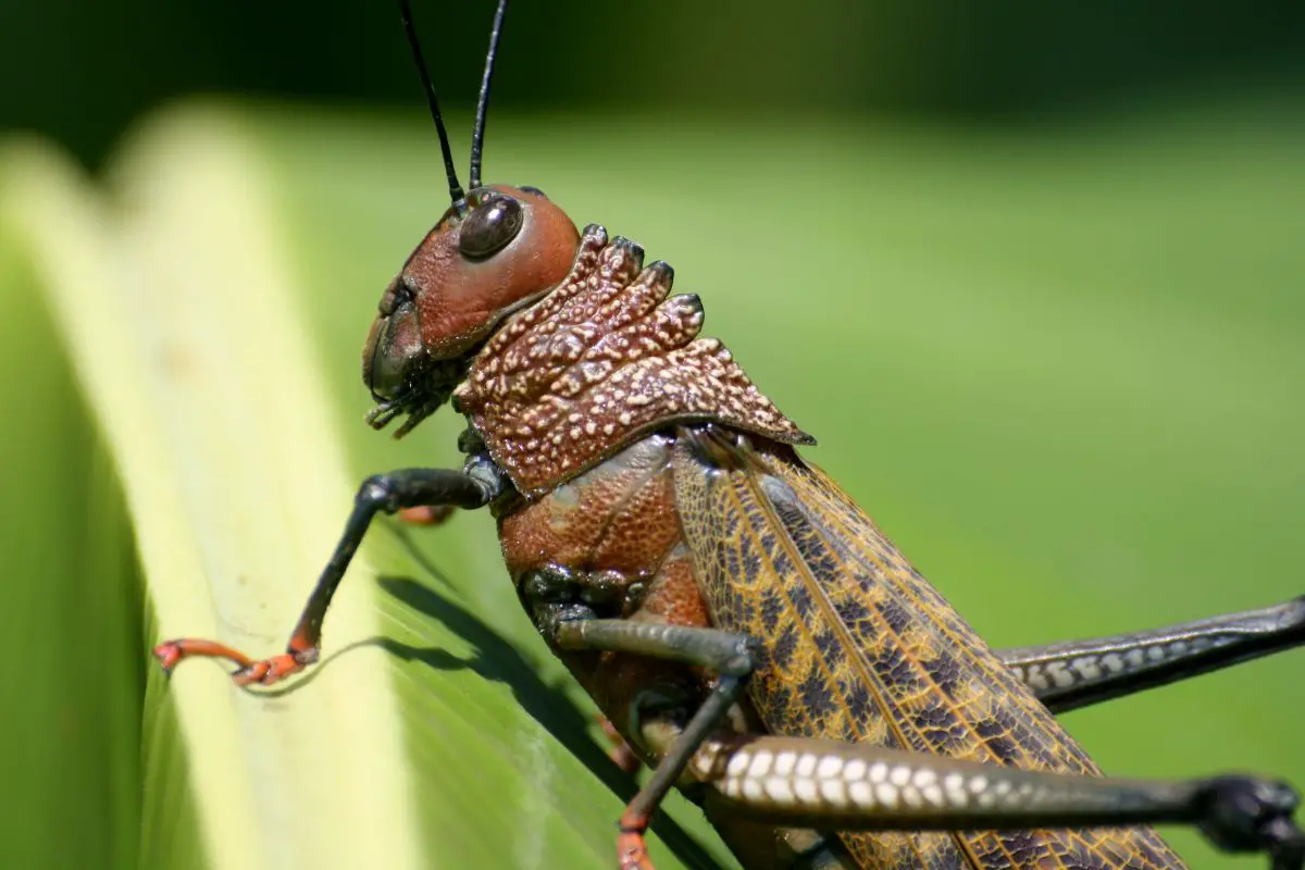 High definition photo of a grasshopper in nature.