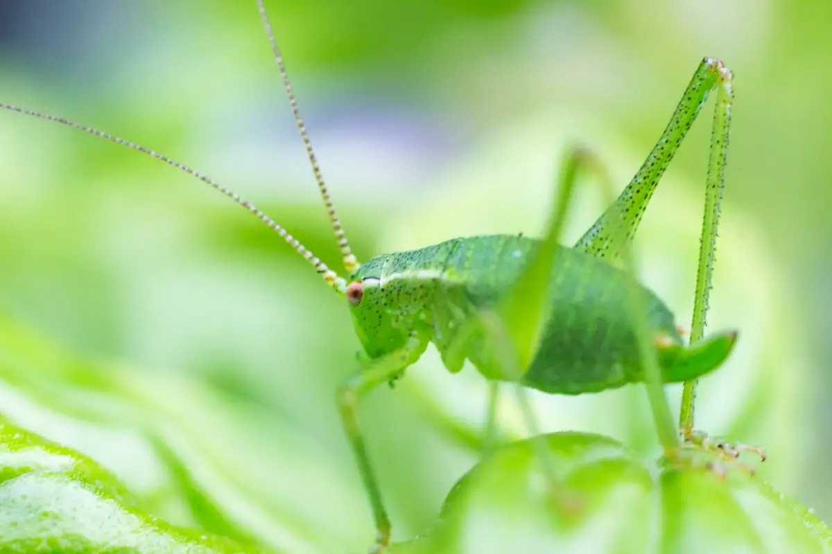 Green cricket on a basil leaf.