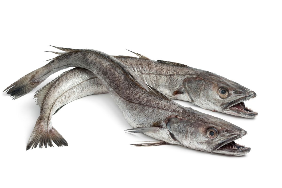 Two hake fishes on a white background.